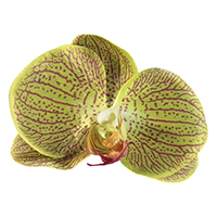 Argola Orquídea Argola Orquídea