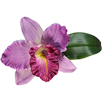Argola Orquídea Lilac Argola Orquídea Lilac