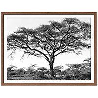 Quadro Serengeti
