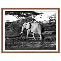 Quadro Elephant Walking