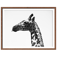 Quadro Girafa Serengeti