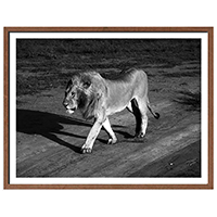 Quadro Lion Walking