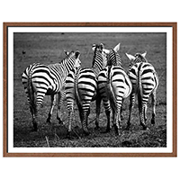 Quadro Zebras Walking