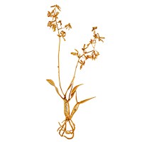 Escultura de Orquídea P
