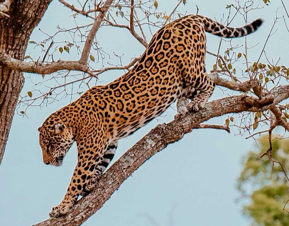 Pantanal entre n�s