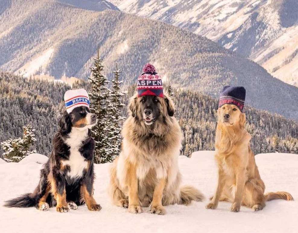 Winter Escape